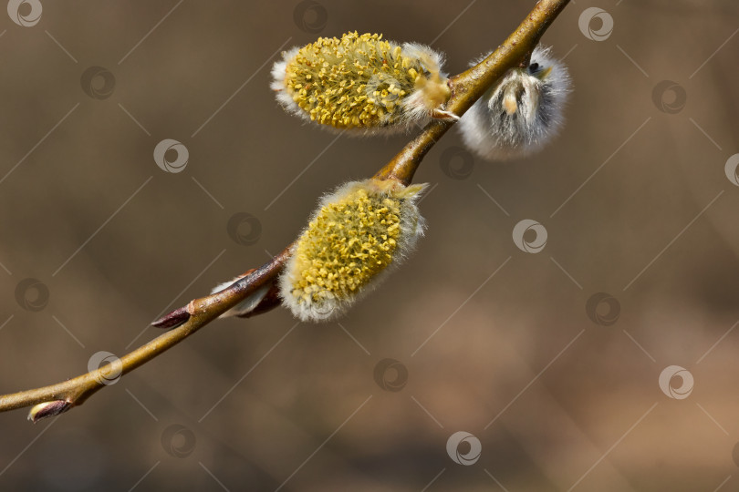 Скачать Цветет ива (лат. Salix), распустились сережки - соцветия. фотосток Ozero