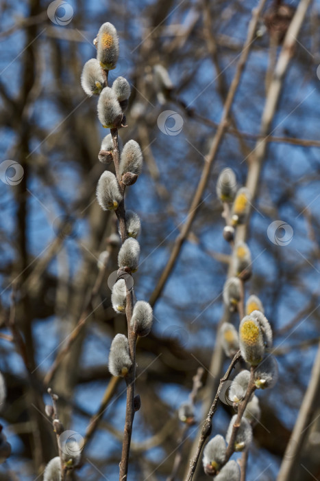 Скачать Цветет ива (лат. Salix), распустились сережки - соцветия. фотосток Ozero