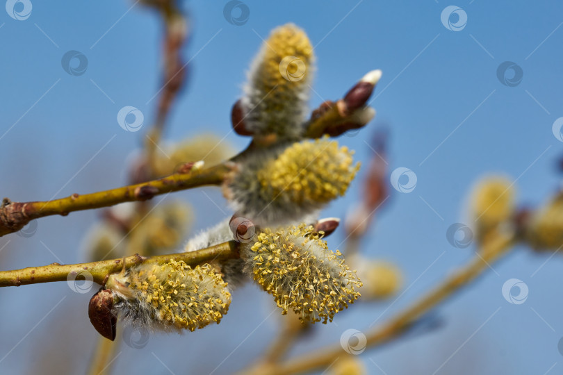 Скачать Цветет ива (лат. Salix), распустились сережки - соцветия. фотосток Ozero