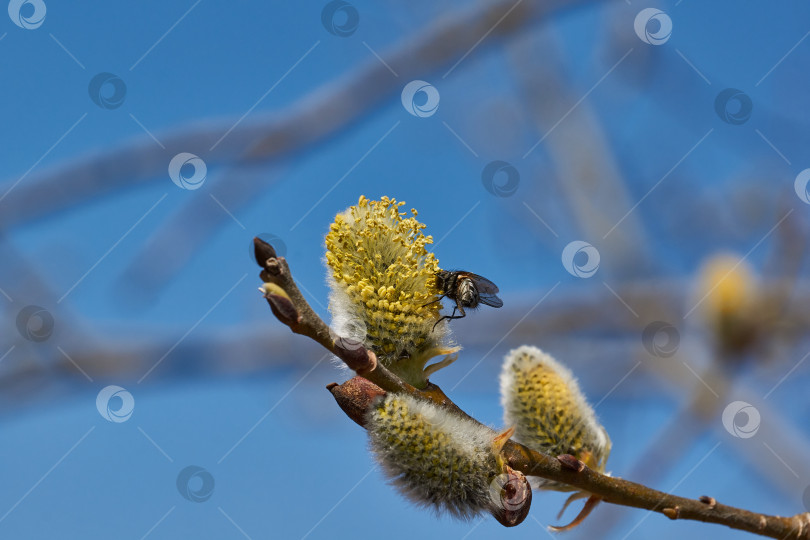 Скачать Цветет ива (лат. Salix), распустились сережки - соцветия. фотосток Ozero