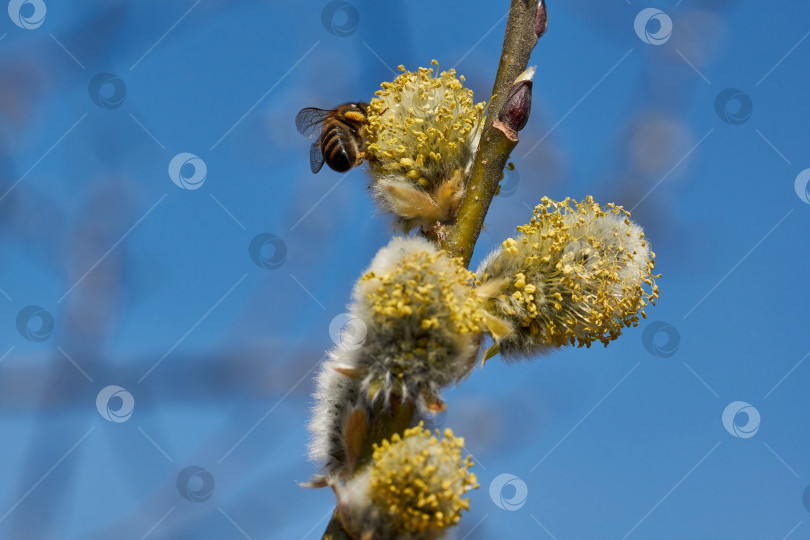 Скачать Цветет ива (лат. Salix), распустились сережки - соцветия. фотосток Ozero