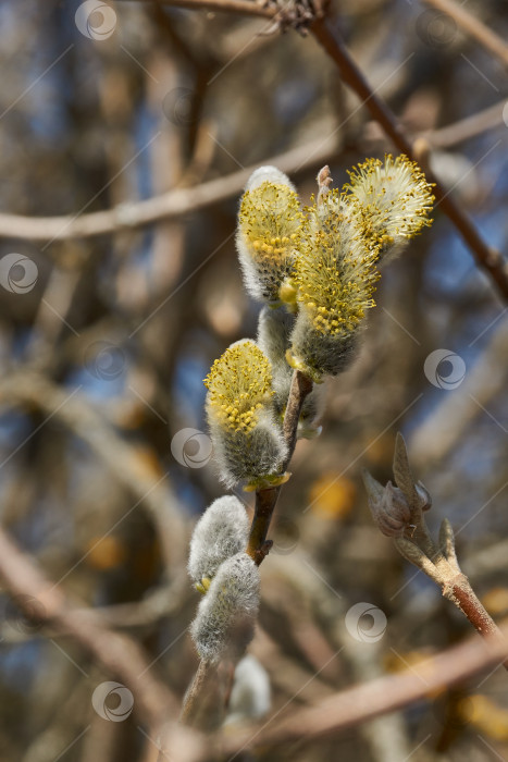 Скачать Цветет ива (лат. Salix), распустились сережки - соцветия. фотосток Ozero