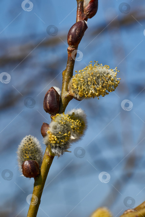 Скачать Цветет ива (лат. Salix), распустились сережки - соцветия. фотосток Ozero