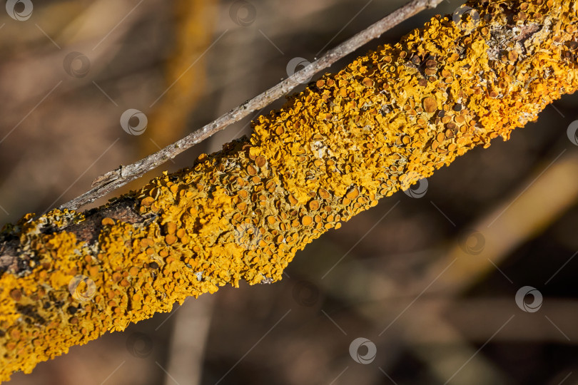 Скачать Стенчатая ксантория (лат. Xanthoria parietina) - лишайник семейства телохистовых. фотосток Ozero