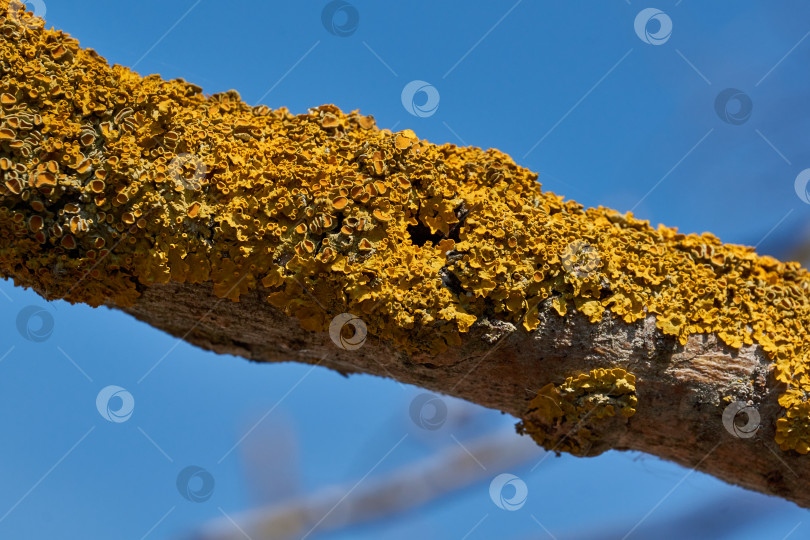 Скачать Стенчатая ксантория (лат. Xanthoria parietina) - лишайник семейства телохистовых. фотосток Ozero