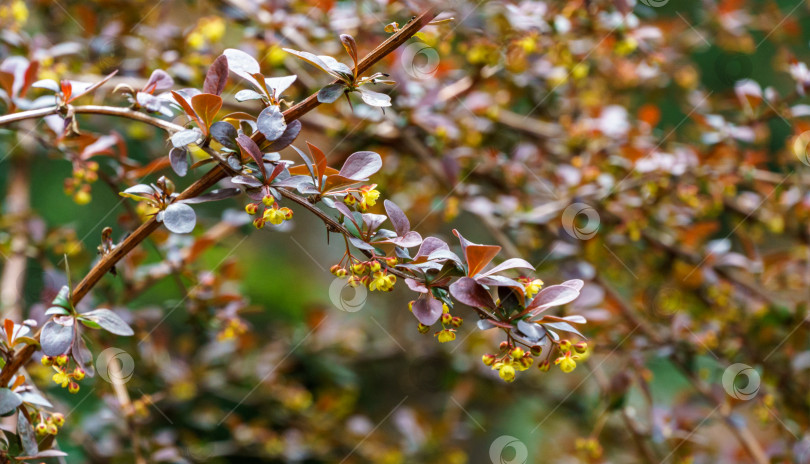 Скачать Красивая фиолетовая листва на изогнутых ветвях барбариса Berberis thunbergii Atropurpurea прекрасно гармонирует с вечнозелеными растениями в любом декоративном саду. Избирательный подход. Природная концепция дизайна фотосток Ozero