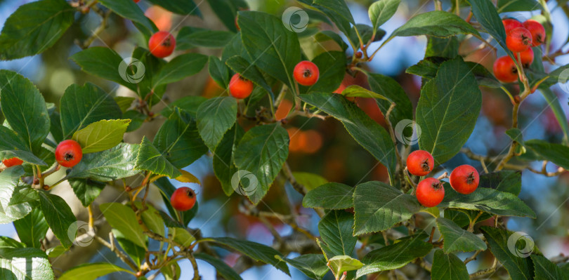 Скачать Крупный план красных гроздей боярышника Лавалле (Crataegus x lavallei Carrierei) Терновник или майское дерево в городском парке Краснодара. Общественный пейзаж парка Галицкого солнечной осенью 2021 года. Выборочный фокус. фотосток Ozero