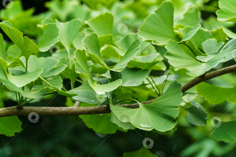 Скачать Дерево гинкго (Ginkgo biloba) или гингко с ярко-зелеными молодыми листьями на фоне размытой листвы. Выборочный крупный план. Концепция природы свежих обоев. фотосток Ozero