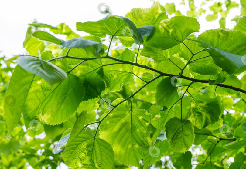 Скачать Ярко-зеленые пораженные листья липы Tilia caucasica с пятнами на фоне голубого неба. Болезнь или вредители на молодой зеленой листве липы. Избирательный фокус. фотосток Ozero