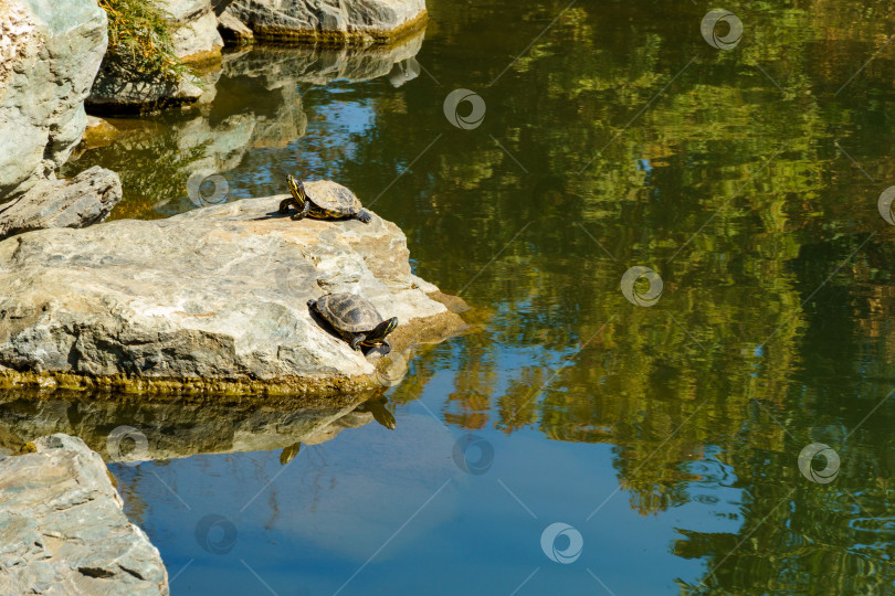 Скачать Красноухий ползун (Trachemys scripta elegans) прудовый ползун, полуводная черепаха в большом озере Ойке в японском саду. Общественный ландшафтный парк Краснодара или парк Галицкого, Россия. фотосток Ozero