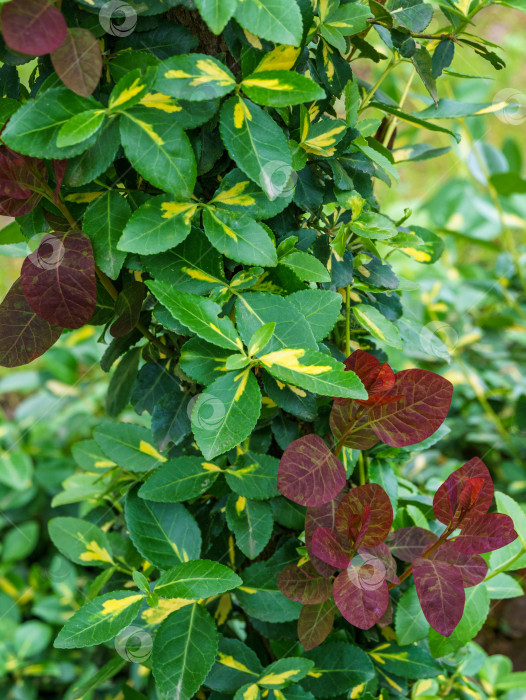 Скачать Селективный мягкий фокус Euonymus fortunei Interbolwi Blonde или веретено фортуны, зимняя лиана с зелено-желтыми листьями, ползет вверх по дереву Cotinus coggygria Royal Purple (Rhus cotinus) с красными листьями фотосток Ozero