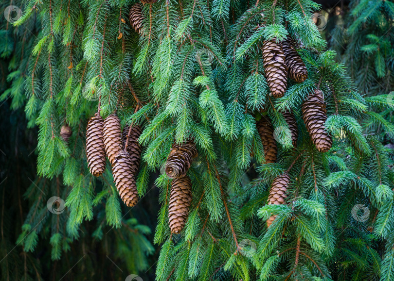 Скачать Красивые коричневые шишки на ветке ели европейской (Picea abies). Ель норвежская в весеннем дендрарии Парка южных культур в Сириусе (Адлер) Сочи. Природная концепция рождественского дизайна фотосток Ozero