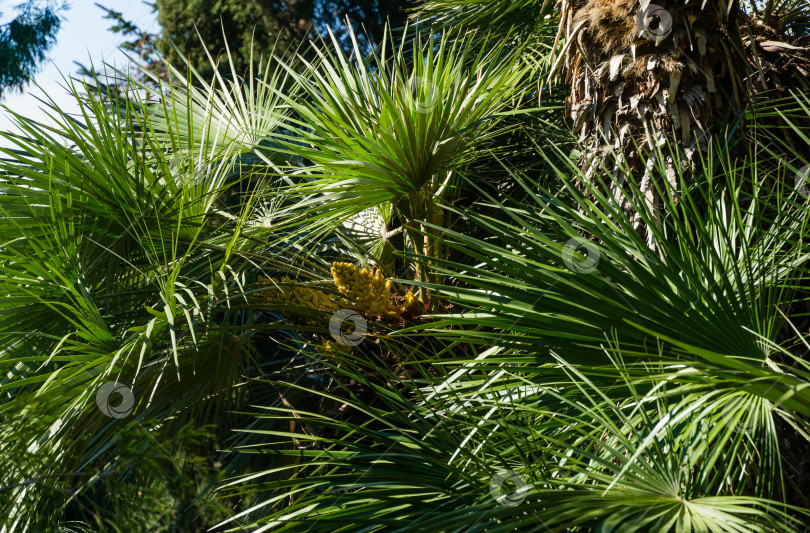 Скачать Красивая пальма Chamaerops humilis, европейская веерная или средиземноморская карликовая пальма в дендрарии Парка южных культур в Сириусе (Адлер) Сочи. Крупным планом роскошные листья в весеннем парке фотосток Ozero