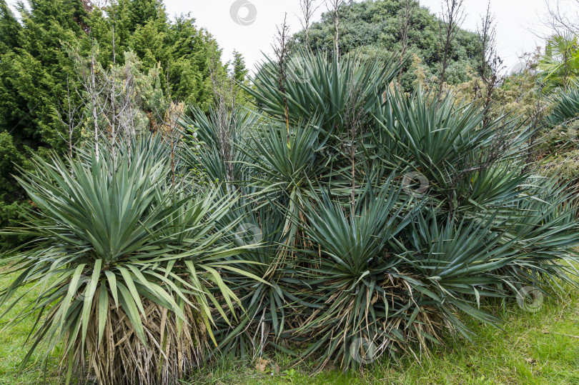 Скачать Юкка глориоза Тристис Карриере (Yucca recurvifolia), юкка криволистная или испанская кинжаловидная. Декоративное растение в весеннем дендрарии Парка южных культур в Сириусе (Адлер) Сочи фотосток Ozero
