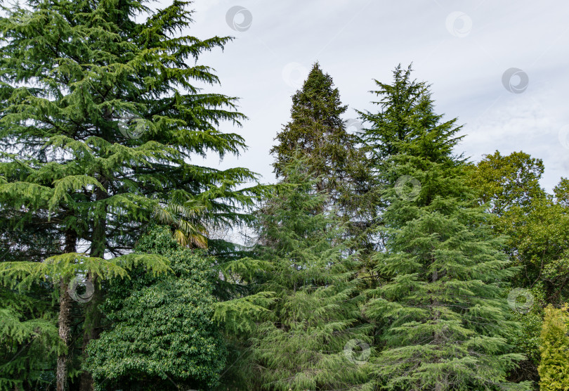 Скачать Гималайские кедры (Cedrus Deodara, Деодар) в весенний день в дендрарии Парка южных культур в Сириусе (Адлер) Сочи. фотосток Ozero