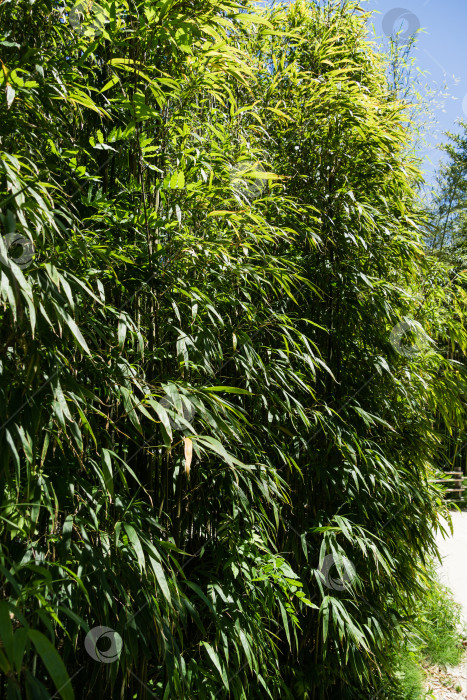 Скачать Крупный план листьев бамбука Chimonobambusa quadrangularis в дендрарии Парка южных культур в Сириусе (Адлер) Сочи. Прекрасная тема для любого дизайна. фотосток Ozero