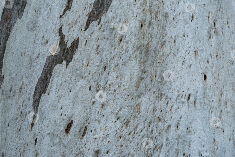 Скачать Оригинальная сине-серая текстура коры эвкалипта или камедного дерева, растущего в дендрарии Парка южных культур в Сириусе (Адлер). Красивый природный ландшафт для любого дизайна фотосток Ozero