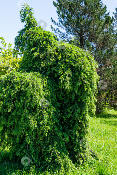 Скачать Плакучий гималайский кедр (Cedrus Deodara Pendula) растет в весеннем дендрарии Парка южных культур в Сириусе (Адлер) Сочи. Красивая зеленая хвоя как естественный фон для любого дизайна. фотосток Ozero