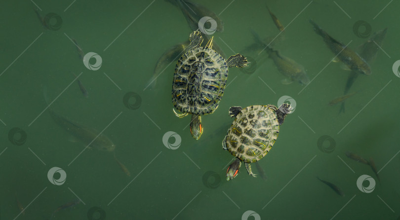 Скачать Две красноухие черепахи (Trachemys scripta elegans) плавают в изумрудной воде с рыбками. Красивый пруд под названием Большое озеро в дендрарии Парка южных культур в Сириусе (Адлер) Сочи. фотосток Ozero