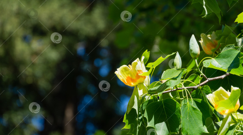 Скачать Крупный план цветка тюльпанного дерева (Liriodendron tulipifera) на ветке в дендрарии Парка южных культур в Сириусе Сочи. Американское тюльпанное дерево или тюльпановый тополь на синем фоне. Выборочный фокус фотосток Ozero