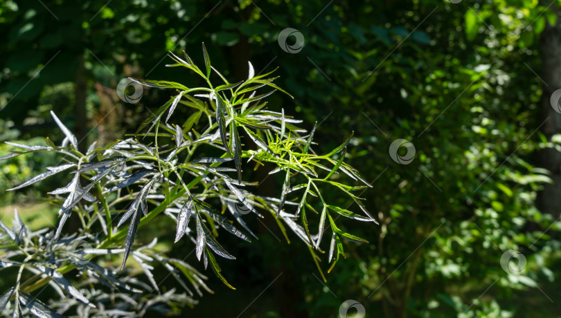 Скачать Фиолетовые весенние листья черной бузины самбукус (Sambucus nigra) porphyrophylla 'Eva'. Сорт черного кружева на темно-зеленом фоне сада. Селективный фокус. Концепция природы для дизайна фотосток Ozero