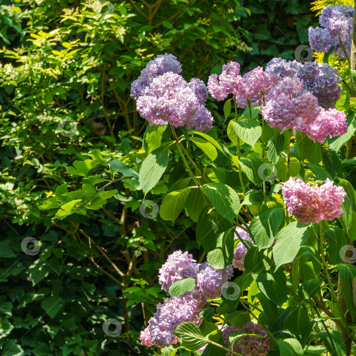 Скачать Мягкий выборочный макрофокус разноцветных розовых цветов hydrangea macrophylla на фоне вечнозеленых растений. Элегантный летний цветочный пейзаж, свежие обои и концепция фона природы фотосток Ozero