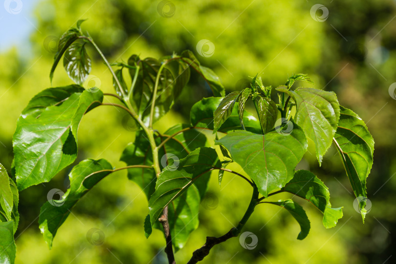 Скачать Крупный план свежих весенних зеленых листьев Hovenia dulcis, известного как японское или восточное изюмное дерево, в дендрарии Парка южных культур в Сириусе (Адлер) Сочи. фотосток Ozero