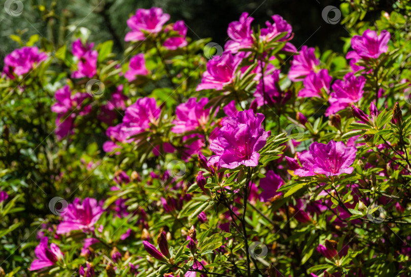 Скачать Ярко-розовый рододендрон Азалия крупным планом. Роскошные красочные соцветия рододендрона в весеннем дендрарии Парка южных культур в Сириусе (Адлер). Обои природа, скопировать пространство фотосток Ozero