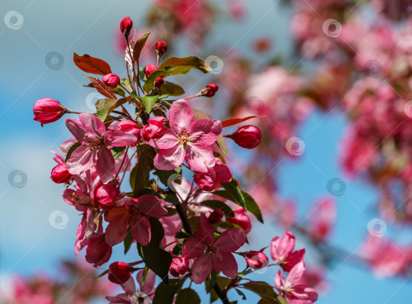 Скачать Фиолетовые цветы яблони Malus 'Makowieckiana' на фоне голубого неба. Темно-розовые цветы в весеннем саду. Это дерево - гибрид яблони 'Niedzwetzkyana'. Выборочный фокус крупным планом фотосток Ozero