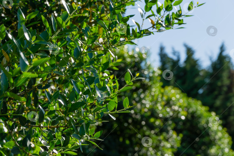 Скачать Красивое дерево Phillyrea Latifolia, широко известное как Жасмин самшит, Зеленая олива или фиктивная бирючина. Вечнозеленое дерево растет в дендрарии Парка южных культур в Сириусе (Адлер) Сочи. фотосток Ozero