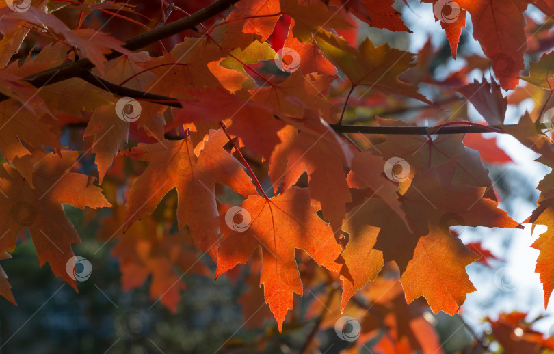 Скачать Красные листья Acer freemanii осенне полыхают на фоне голубого неба. Крупный план осенних цветов листьев клена в курортной зоне Горячий Ключ. фотосток Ozero