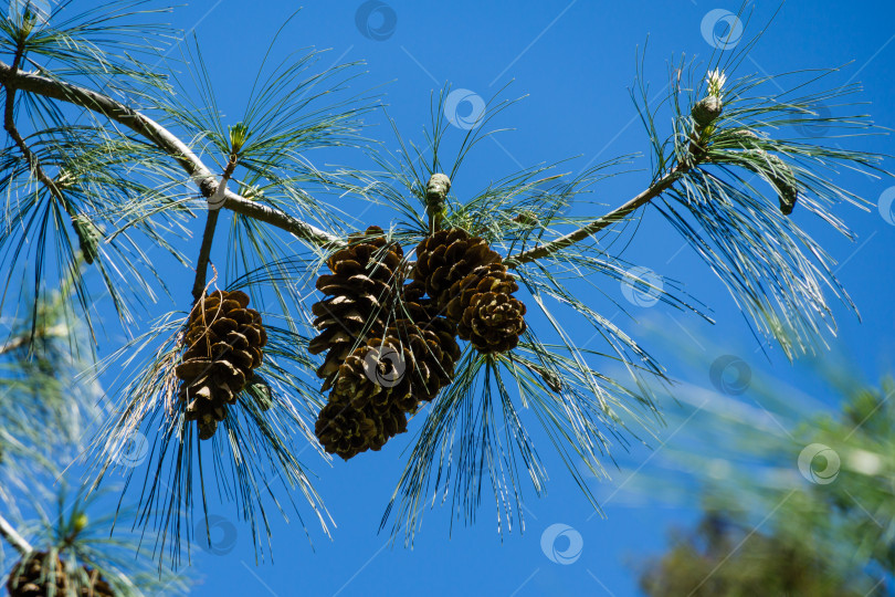 Скачать Коричневые шишки и хвоя гималайской сосны (Pinus wallichiana), известной как бутанская или голубая сосна. Солнечный день в весеннем дендрарии Парка южных культур в Сириусе (Адлер) Сочи. фотосток Ozero