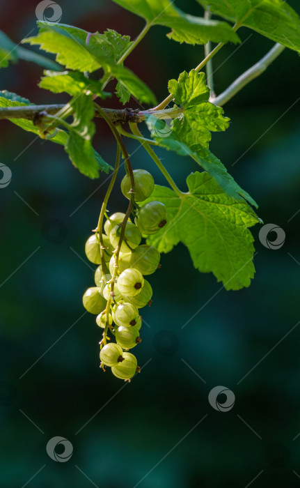 Скачать Незрелая зеленая красная смородина (Ribes rubrum) в саду. Крупный план зеленых ягод на кусте красной смородины на фоне солнечного света. Выборочный фокус. фотосток Ozero