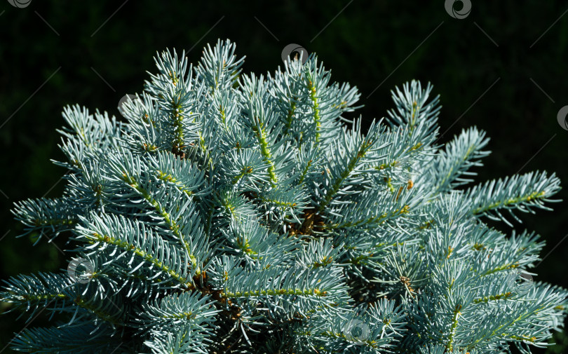 Скачать Серебристо-голубая ель Picea pungens Hoopsii в декоративном саду. Выборочный фокус крупным планом. Природная концепция для любого дизайна, хороша для рождественских открыток. Место для вашего текста. весна фотосток Ozero