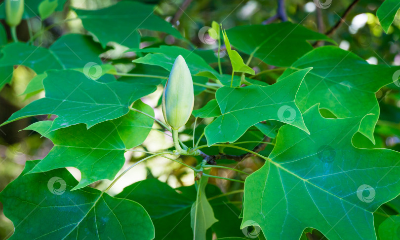 Скачать Крупный план бутона тюльпанного дерева (Liriodendron tulipifera) в дендрарии Парка южных культур в Сириусе Сочи. Американское тюльпанное дерево или тюльпановый тополь на синем фоне. Выборочный фокус фотосток Ozero