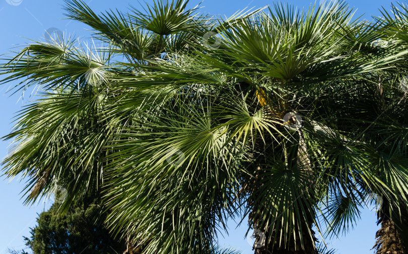 Скачать Красивая пальма Chamaerops humilis, европейская веерная или средиземноморская карликовая пальма в дендрарии Парка южных культур в Сириусе (Адлер) Сочи. Крупным планом роскошные листья в весеннем парке фотосток Ozero