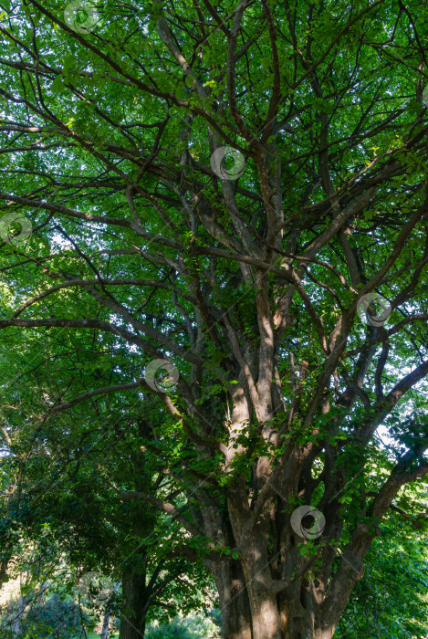 Скачать Старое красивое дерево Parrotia persica или персидское железное дерево в весеннем дендрарии Парка южных культур в Сириусе (Адлер) Сочи. Попугай с множеством ветвей и пышной листвой. Концепция природы фотосток Ozero