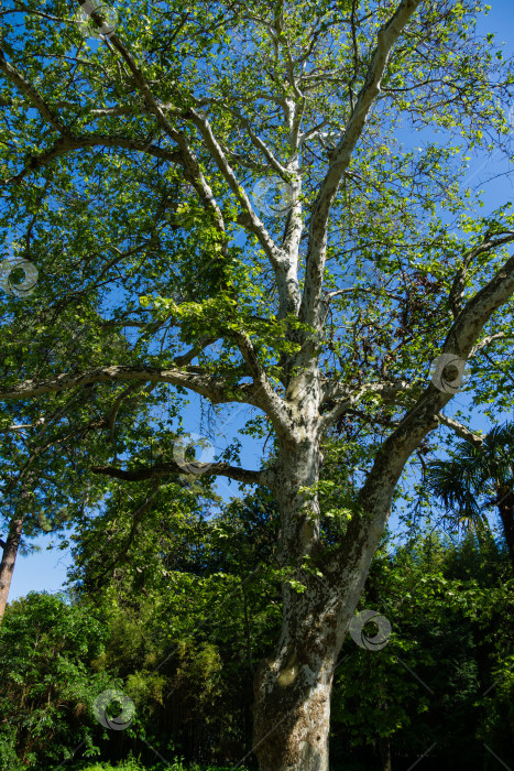 Скачать Красивый американский платан с мраморными листьями (Platanus occidentalis Variegata, Платановое дерево). Крупный план камуфляжного фона в дендрарии Парка южных культур в Сириусе (Адлер), Сочи. фотосток Ozero