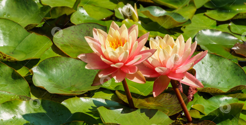 Скачать Ландшафтный садовый пруд с удивительными яркими розово-оранжевыми кувшинками или оранжевым закатом цветка лотоса Перри. Крупный план двух нимфей. Цветочный пейзаж для обоев природа фотосток Ozero