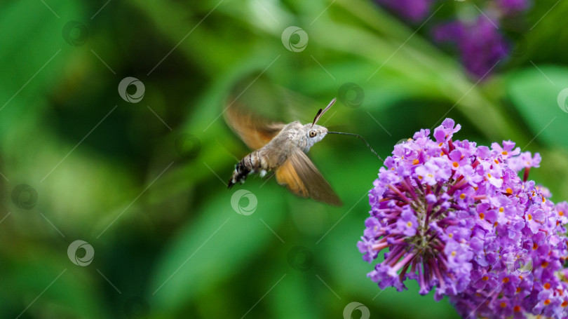 Скачать Бражник-колибри (Macroglossum stellatarum), парящий над фиолетовым цветком. Ястребиный ястреб похож на экзотическую птицу колибри. Избирательный фокус на глазу насекомого фотосток Ozero