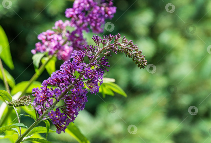 Скачать Красивый фиолетовый кустовой цветок-бабочка (Buddleja davidii) на размытом фоне естественной зелени. Выборочный фокус. Концепция природы для дизайна. Есть место для текста фотосток Ozero