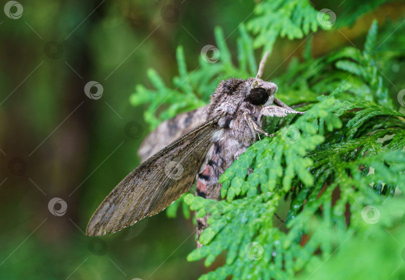 Скачать Крупный план ночной бабочки Agrius convolvuli, бражника convolvulus. Очень крупная пушистая бабочка с яркими черно-красными полосами на крыльях сидит на листе вечнозеленого дерева. Выборочный фокус фотосток Ozero