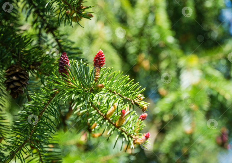 Скачать Молодые розовые сосновые шишки на ветке Picea omorika. Красивая ель с зелеными иголками. Солнечный день в весеннем саду. Концепция природы для дизайна. Крупный план. Выборочный фокус. Место для вашего текста. фотосток Ozero