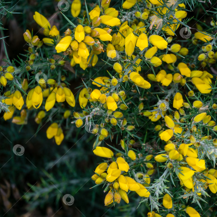 Скачать Желтые цветы Ulex europaeus, широко известные как утесник, дроковник или Вьюнок. Цветущее растение с острыми шипами в дендрарии парка южных культур в Сириусе (Адлер). Обои с природой, скопируйте пространство. фотосток Ozero