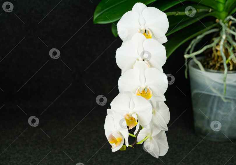 Скачать Красивая веточка белого цветка орхидеи Фаленопсис, известной как орхидея мотылька или Фал, в стеклянном горшке на черном фоне. Выборочный акцент на переднем плане, место для вашего текста фотосток Ozero