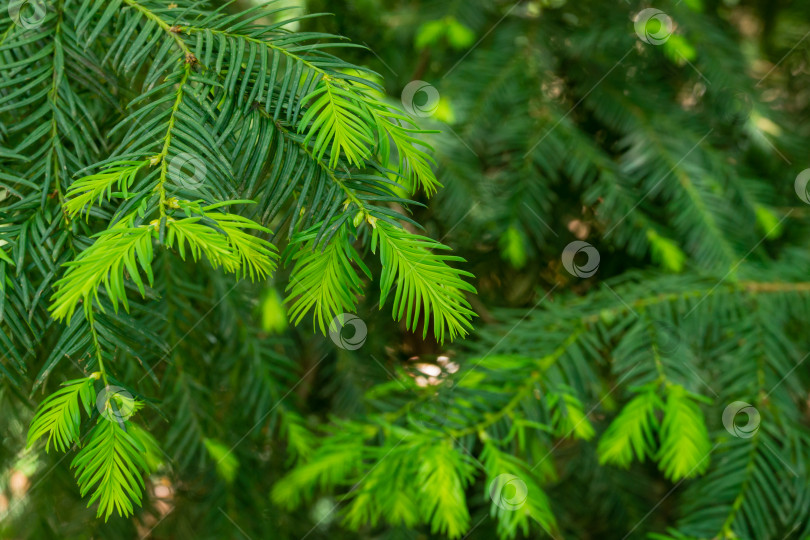 Скачать Китайский сливовый тис (Cephalotaxus fortunei) в дендрарии Парка южных культур в Сириусе (Адлер) Сочи. Крупный план новой ярко-зеленой листвы. Выборочный фокус. Концепция природы для дизайна фотосток Ozero