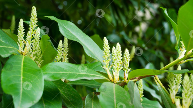 Скачать Начало цветения черемухи лавровой (Prunus laurocerasus). Крупный план вечнозеленых листьев на ветке в дендрарии Парка южных культур в Сириусе (Адлер). фотосток Ozero