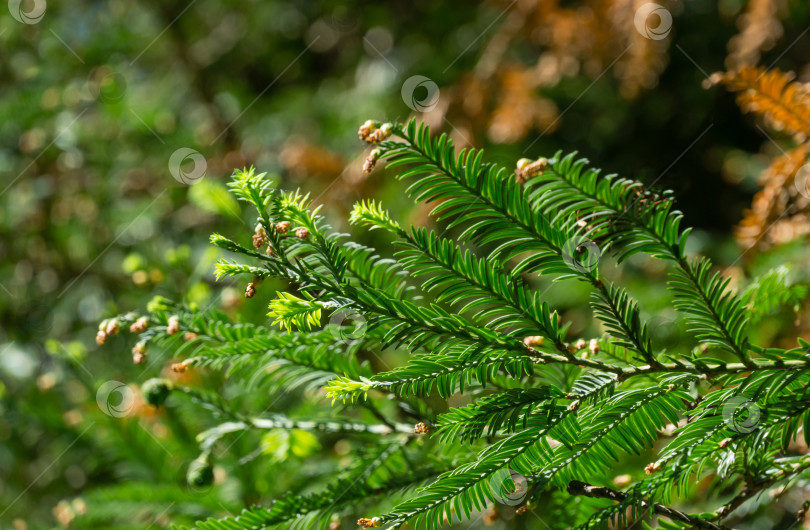 Скачать Крупный план зеленых листьев вечнозеленой секвойи sempervirens Glauca (береговое красное дерево) в дендрарии Парка южных культур в Сириусе (Адлер) Сочи. Обои с природой, скопируйте пространство. фотосток Ozero