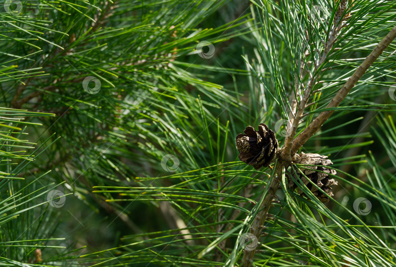 Скачать Крупный план красивых миниатюрных двух сосновых шишек Pinus densiflora Umbraculifera в весеннем саду. Концепция природы для дизайна. Выборочный фокус фотосток Ozero