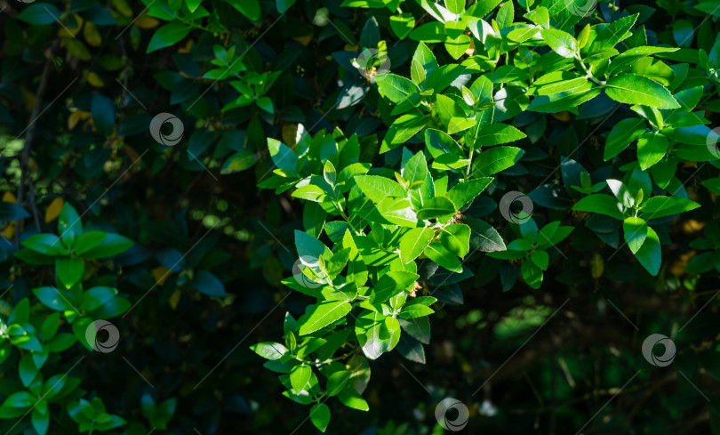 Скачать Красивое дерево Phillyrea Latifolia, широко известное как Жасмин самшит, Зеленая олива или фиктивная бирючина. Вечнозеленое дерево растет в дендрарии Парка южных культур в Сириусе (Адлер) Сочи. фотосток Ozero